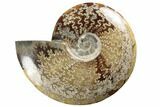 Polished Ammonite Fossil - Madagascar #191518-1